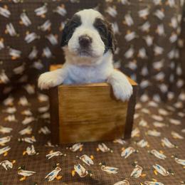 Trip - Liver white and roan male English Springer Spaniel puppy in Braidwood, Illinois from A & R Springers