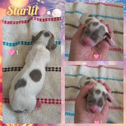 Starlit - Fawn (isabella) and cream female Dachshund puppy in Grove, Oklahoma from Dachs on the lake