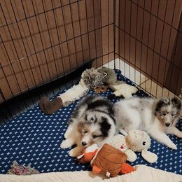 Shetland Sheepdog Puppies from Ambrozia Kennels