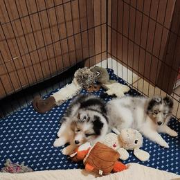 Shetland Sheepdog Puppies from Ambrozia Kennels