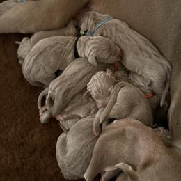 Weimaraner Puppies from Trax Weimaraners