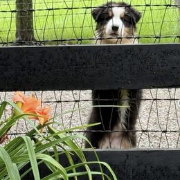 Pixel - Black tri-color female Australian Shepherd puppy in Parkton, Maryland from Leeland Australian Shepherds