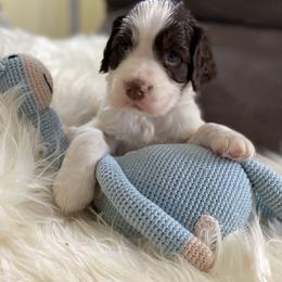 English Springer Spaniel Puppies from Cedarhaven Springers
