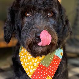 Sky - Havanese