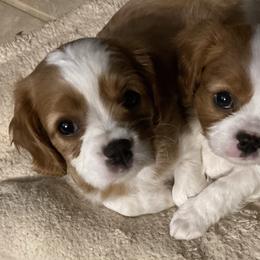 Cavalier King Charles Spaniel Puppies from K&R Cavaliers