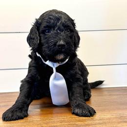 Boy 5 - male Labradoodle puppy in Liberty Hill, Texas from Martin Family Doodle