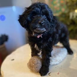 Hazel - Black female Goldendoodle puppy in Eaton, Ohio from Dezi’s Sonshine Doodles