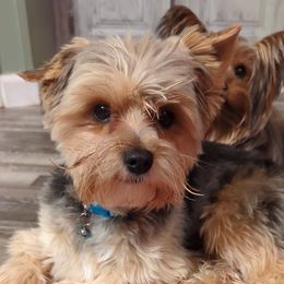 Toby - Yorkshire Terrier