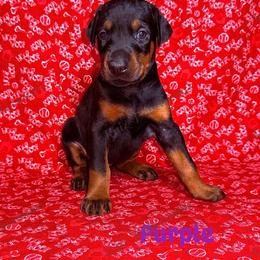 Purple - Black and rust female Doberman Pinscher puppy in Louisville, Kentucky from Ruiz Dobermans