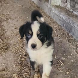 Girl 5 - Black tri-color female Australian Shepherd puppy in Jersey Shore, Pennsylvania from Lone Tree Aussies