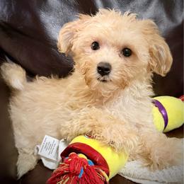 Radar - Champagne male Maltipoo puppy in Lancaster, South Carolina from 3 Bs Havanese-PUPPIES with  PURPOSE