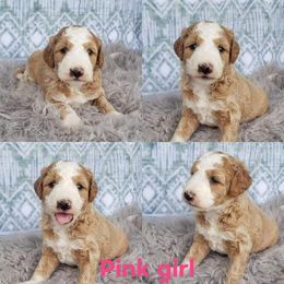 Cockapoo, Cocker Spaniel, and Goldendoodle Puppies from Robbin's Treasures