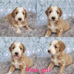 Cockapoo, Cocker Spaniel, and Goldendoodle Puppies from Robbin's Treasures