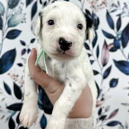 Teal - White and black female Dalmatian puppy in Gray, Georgia from Fuller Spots