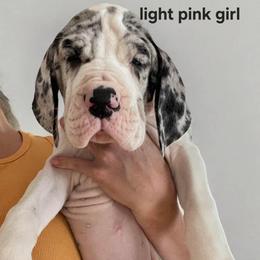 Light Pink Female - Merle female Great Dane puppy in Northeast, Pennsylvania from Bluestone Valley Great Danes