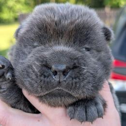 Paxil - Blue male Chinese Shar-Pei puppy in Clarksville, Tennessee from Wrinkle Bum Shar-Pei