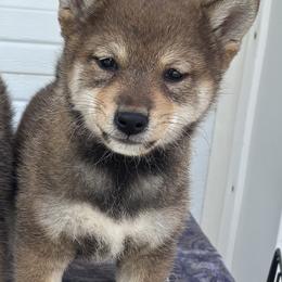 Miko - Sesame female Shiba Inu puppy in Winthrop, Minnesota from Kayobi Shibas