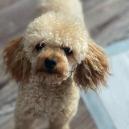 Goldendoodle and Havapoo All Grown Up from Poodle an Doodles 3:16