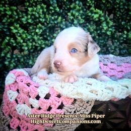 Miss Piper - Red merle female Toy Australian Shepherd puppy in Dolan Springs, Arizona from High Desert Companions