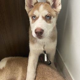 Flame - Siberian Husky puppy in Edinburg, Virginia from Mountain River Huskies