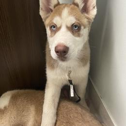 Flame - Siberian Husky puppy in Edinburg, Virginia from Mountain River Huskies