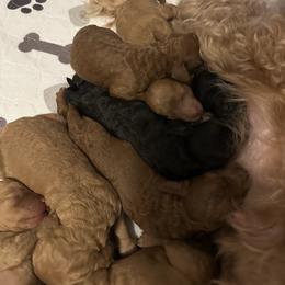 Female 1 - Black female Cockapoo puppy in Dahlonega, Georgia from Loveable Cockapoos