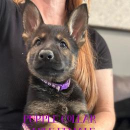 Purple Collar - Sable female German Shepherd puppy in Canterbury, Connecticut from Nachtwaechter German Shepherds, LLC