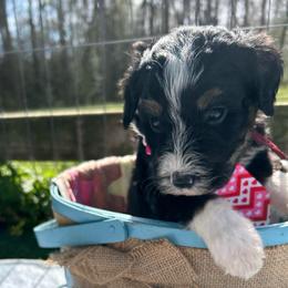 Pookie - Tri-color male Bernedoodle puppy in Camden, North Carolina from Oopsie Doodles of NC