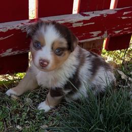 Brutus - Red merle male Miniature American Shepherd puppy in Monroe, Utah from Shawnkara Australian Shepherds & Miniature American Shepherds