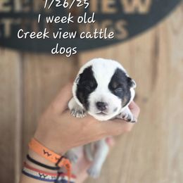 Boy 3 - Blue male Australian Cattle Dog puppy in Monroe, North Carolina from Creek View Cattle Dogs