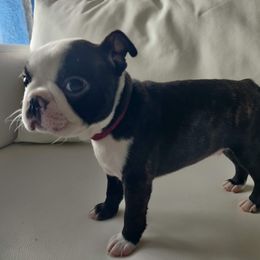 Boston Terrier Puppies from Little Daemons Boston Terriers