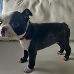 Boston Terrier Puppies from Little Daemons Boston Terriers