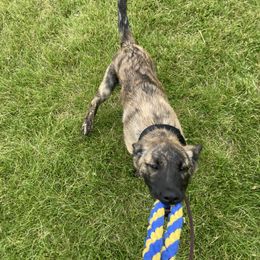 Dutch Shepherd Puppies from Mill Iron Dutch Shepherds