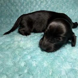 T'Challa - Black male Dachshund puppy in Jarales, New Mexico from Poker Paws Dachshunds