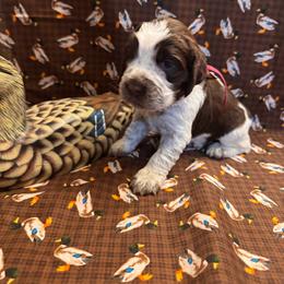 Molly - Liver white and roan female English Springer Spaniel puppy in Braidwood, Illinois from A & R Springers