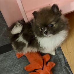 Blue Sable Parti Girl CKC - Blue parti female Pomeranian puppy in Douglas, Massachusetts from Country Oak Poms LLC