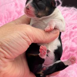 Panda - Black and tan female Chihuahua puppy in Franklin, North Carolina from A&J Cutie Pawtooties