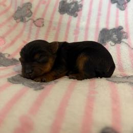 White Girl - Black and gold female Yorkshire Terrier puppy in San Tan Valley, Arizona from Great Mates