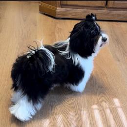 Destiny - Havanese