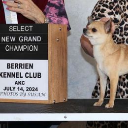 Britt - Chihuahua