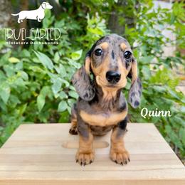 Quinn - Dapple female Dachshund puppy in Royse City, Texas from Truehearted Miniature Dachshunds