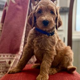 Happy (Blue) - Red  male Goldendoodle puppy in Bay City, Texas from Charming Doods Goldendoodles