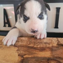 Shadow - Black and white male Siberian Husky puppy in Springfield, Massachusetts from 16acreshuskies