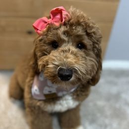Hannah - Goldendoodle