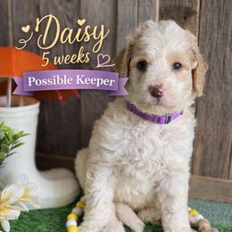 Daisy-purple collar - Parti female Saint Berdoodle puppy in Paw Paw, Michigan from ProAct Canines