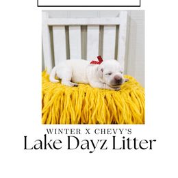 3rd pick female - Yellow female Labrador Retriever puppy in Mt. Vernon, Texas from Bohlken Labradors