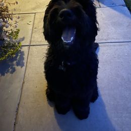 Hank - Assorted Doodle Crosses