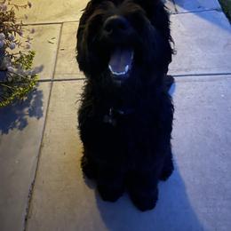 Hank - Assorted Doodle Crosses