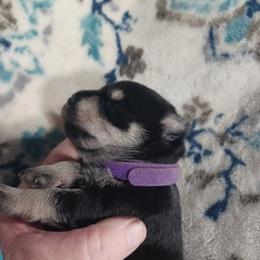 Lily's Stella - Black and silver female Miniature Schnauzer puppy in Ogema, Minnesota from Belinda Donley's Miniature Schnauzer