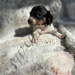 Dachshund Puppies from CSW Dachshunds